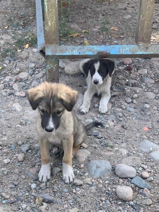 пристраиваются милые щенки