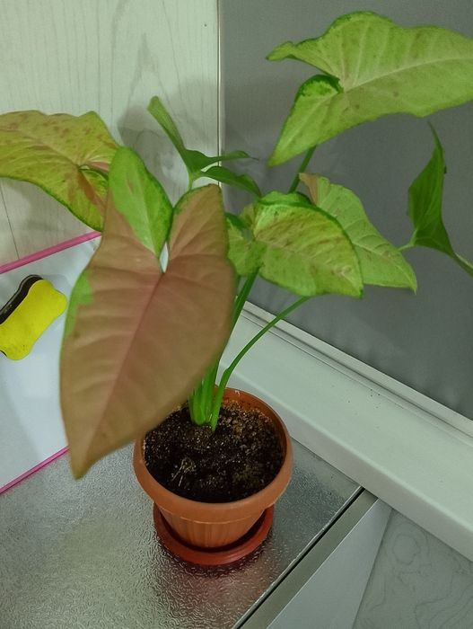 Продам сингониумы или обмен