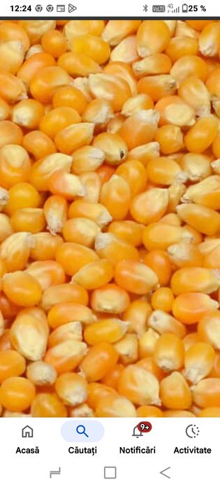 Porumb boabe de vânzare