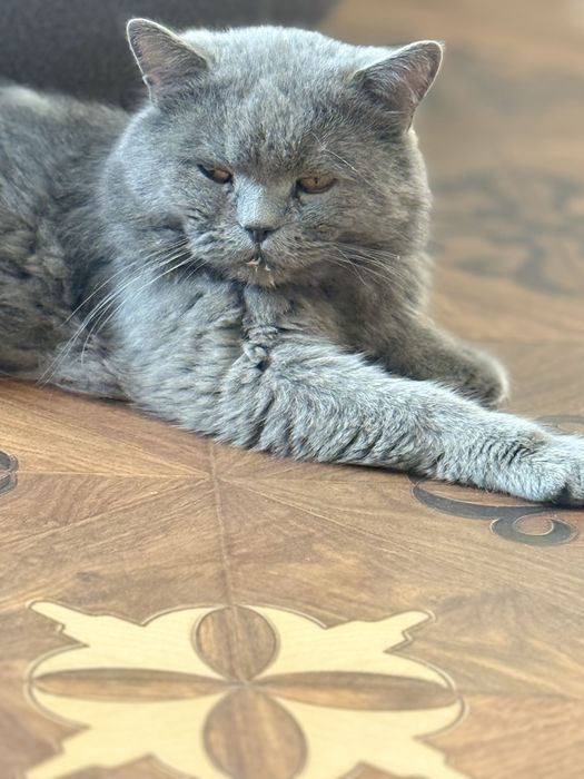 британская короткошёрстная кошка