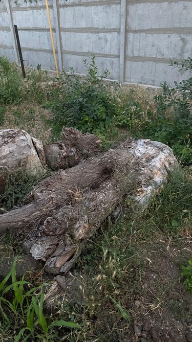 Бревно очень толстые