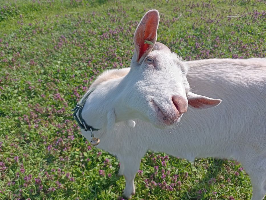 Lapte de capră  Saanen