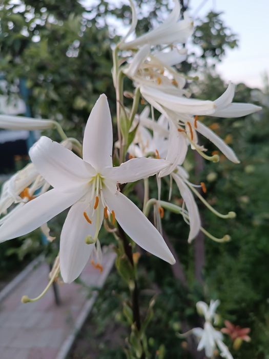 Луковицы лилий,лилии на срез