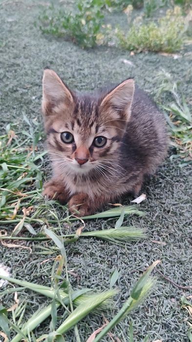 Котенок ищет дом