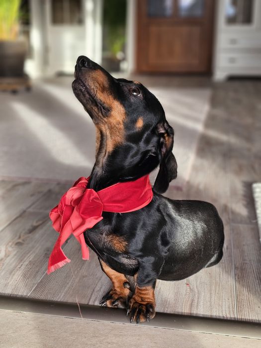 Cățelușă teckel de 6 luni – prietenoasă, jucăușă și iubitoare