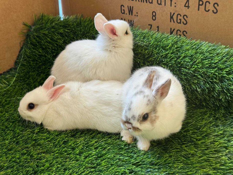 Karlik quyonlar / Карликовые кролики