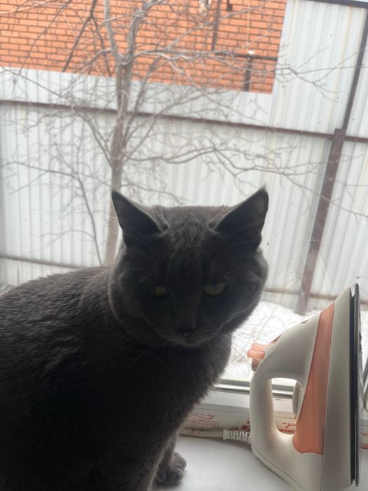 Пропал кот в районе 7 мкр