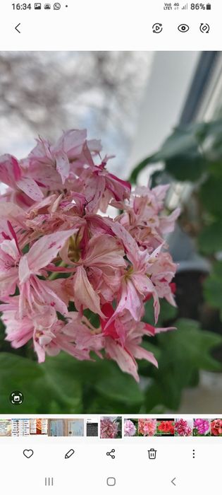 Продам укорененные черенки пеларгонии