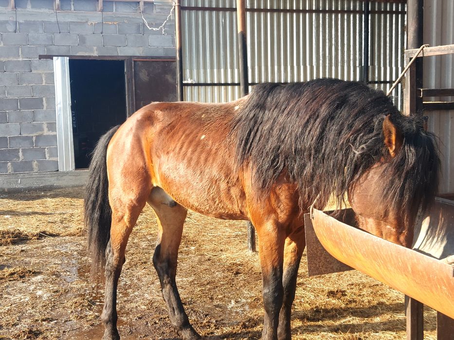 Айгыр жеребец жуасс