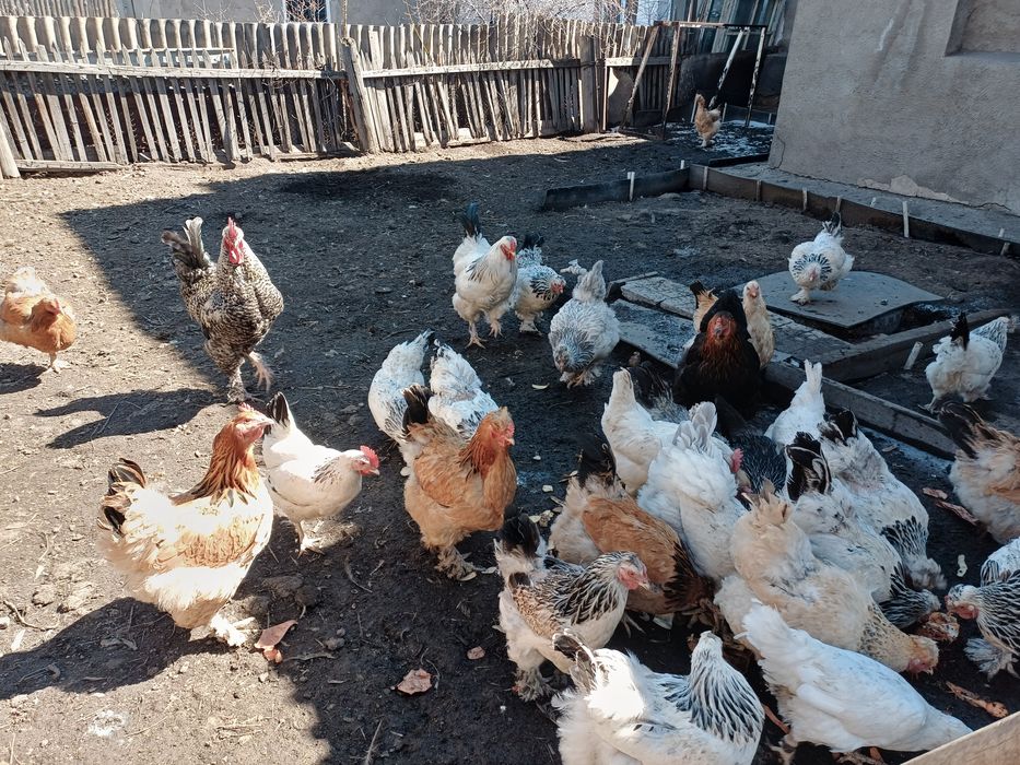 Куры домашние!!!