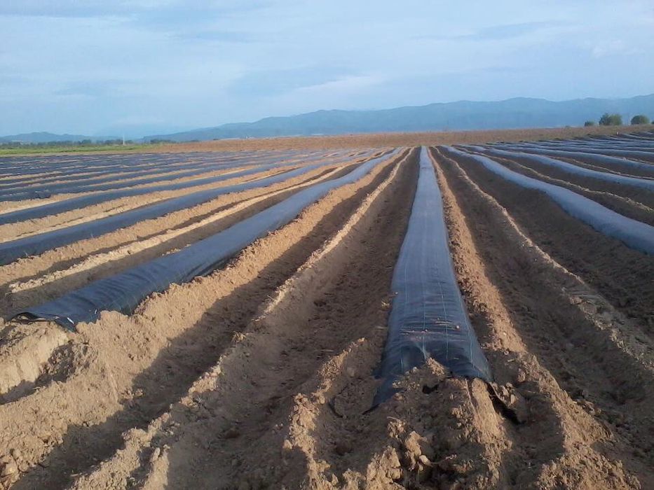 Agrotextil Mulcire 4,15x100 GARANTAM CALITATE= GARANTIE 7 Ani,