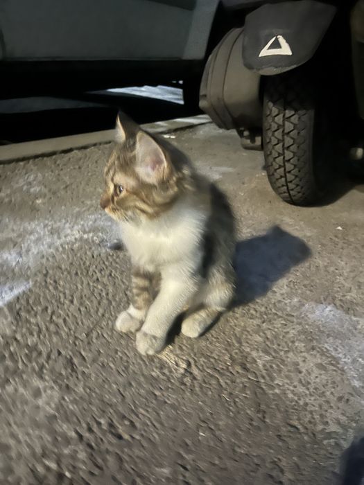 Котенок ищет свой дом