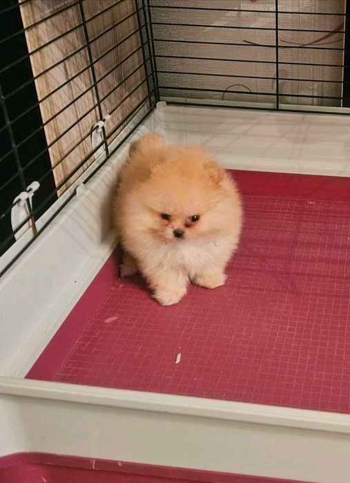 Померан мини - той  От родословни родители