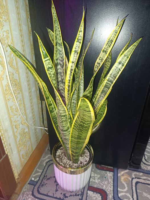 Сансиверия  Sansiveriya