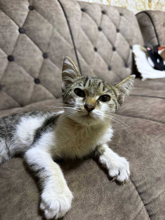 Отдам даром котёнка!