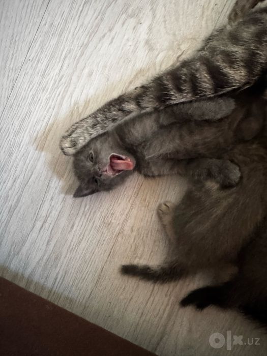 Отдам котят в добрые и заботливые руки