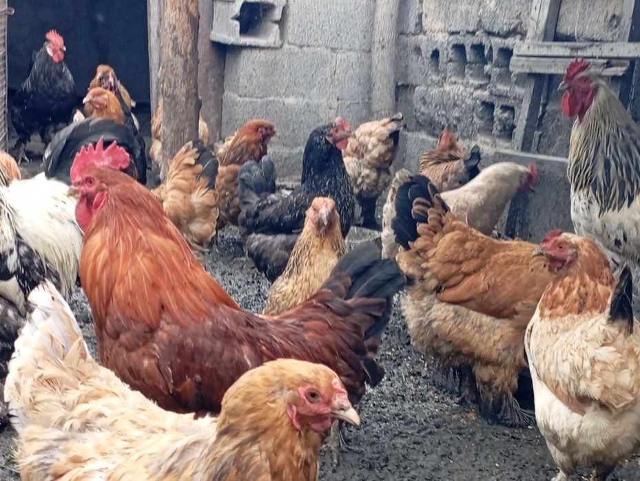 Продам курей домашних