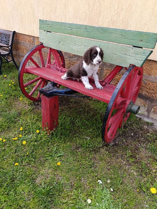 ШПРИНГЕР шпанол мъжко