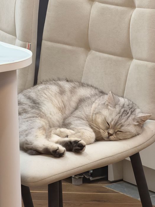 Котенок Британка