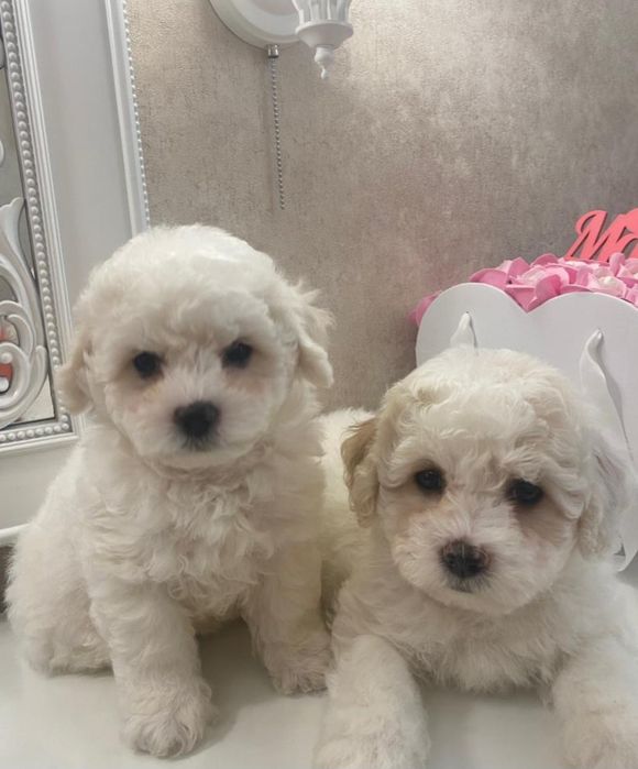 Чистокровный Бишон Фризе