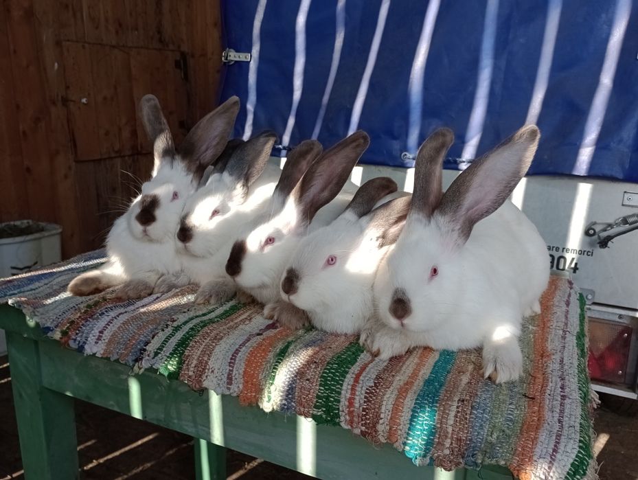 Uriasi de transilvania