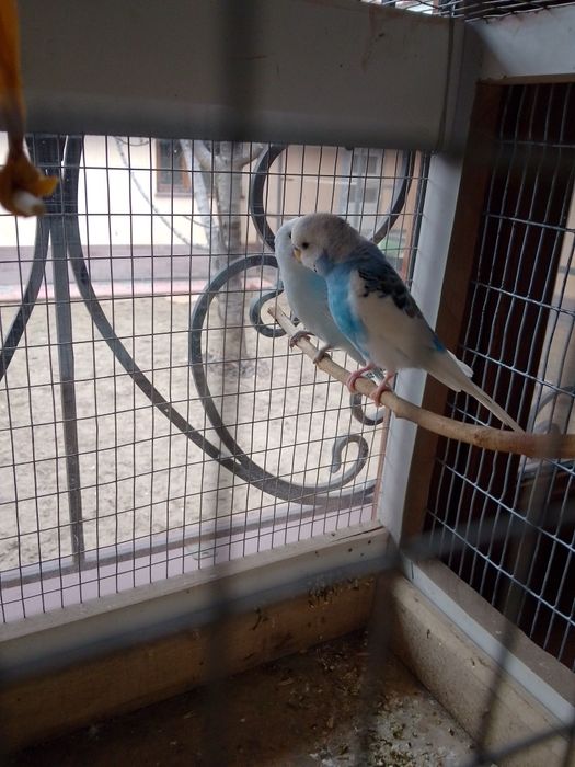 Продам папугаев Дешова