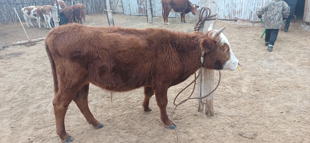 Продам бұқа қалмақ