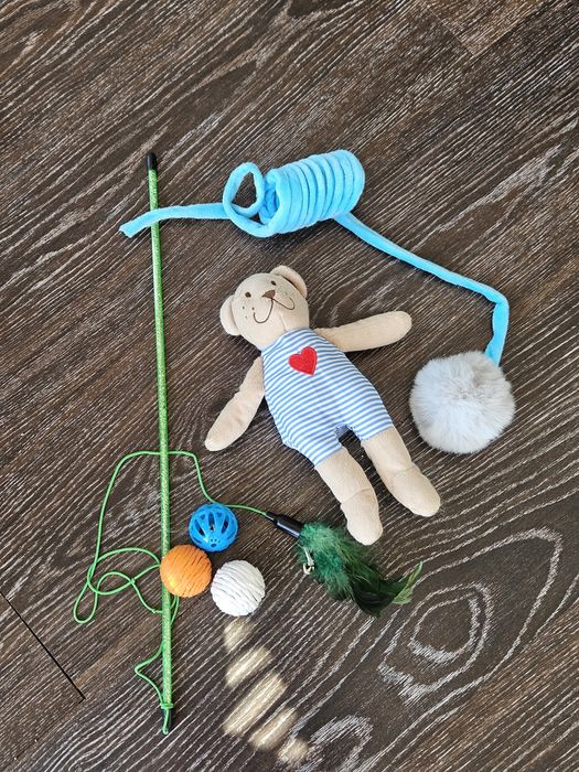 Motan Exotic shorthair