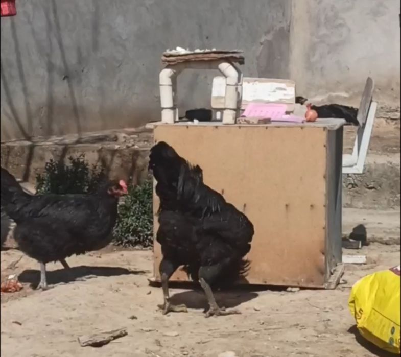 Gegant qora shaxzoda tuxumlari bor rasmdigi ota onalari