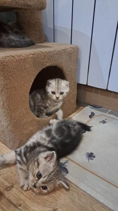 Продам котят шотландские