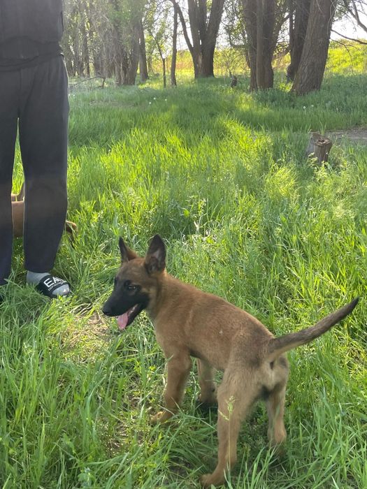 щенки бельгийский овчарка