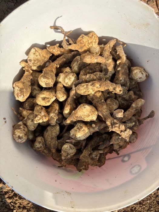 Продаю топинамбур 1штука 20тг