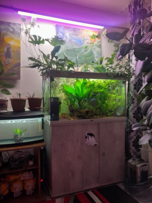 Acvarii cu suport și accesorii