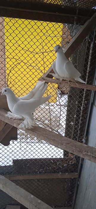 Продам голубей домашних