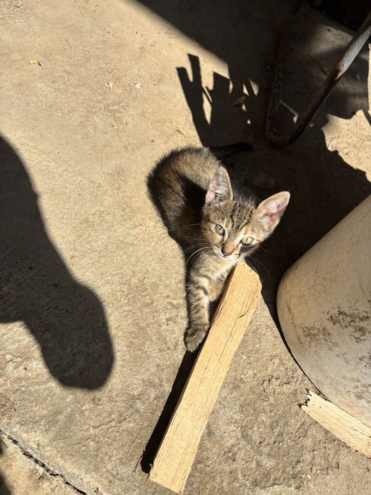 Pui de pisică, spre adoptie
