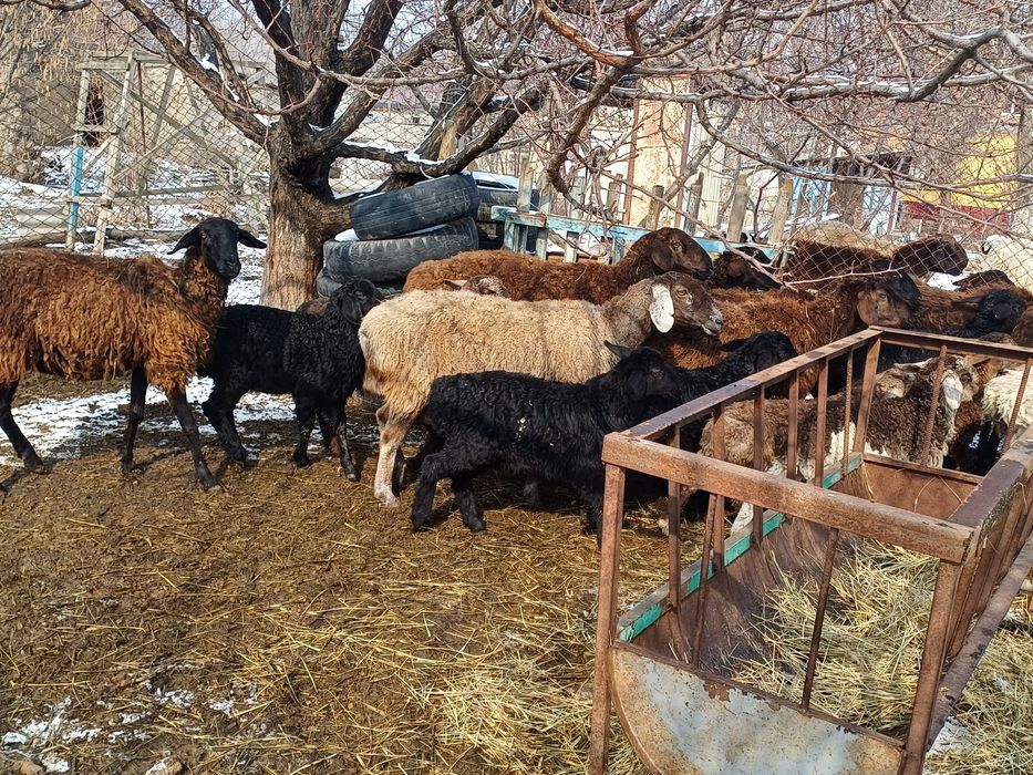 Семіз қозылар сатылады