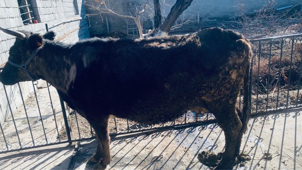 Коңыр үшінші тума ірі сиыр сатылады