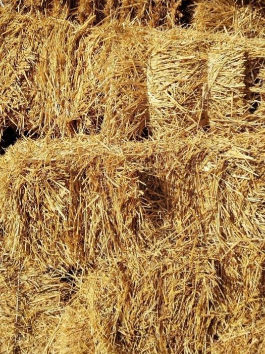 somon bor  bugdoyniki