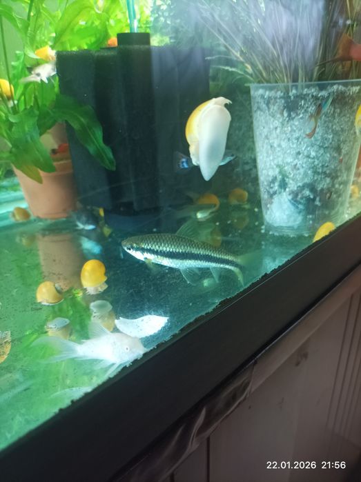 Сиамский водорослеед