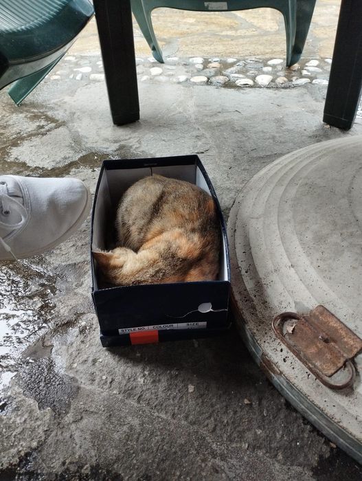 Трицветна котка търси дом, много добра и гальовна