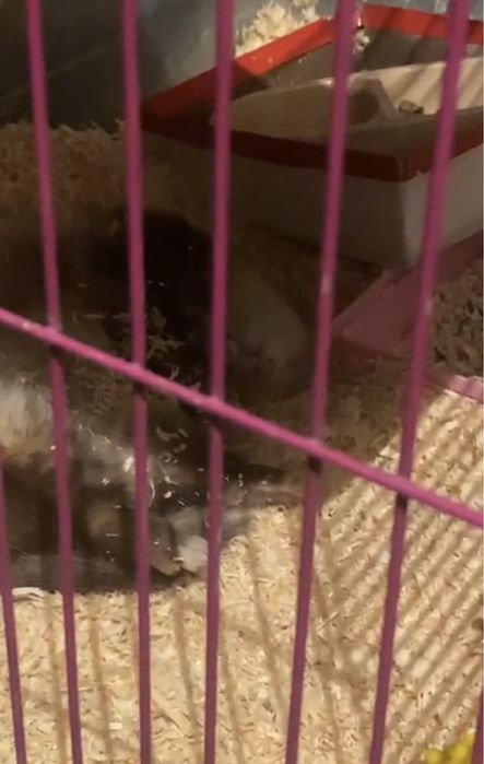 Продам хорька породистый