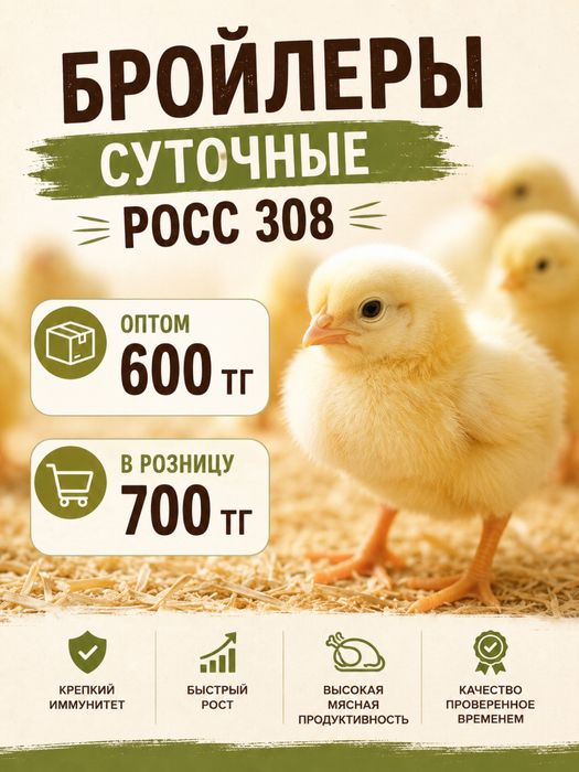 Продам уыплят бройлера
