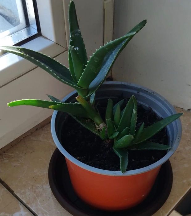 Plante Aloe Vera