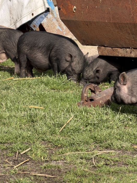 Виетнамски прасета