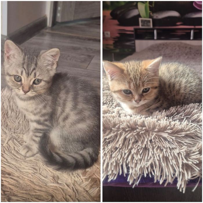 Шотландские котята