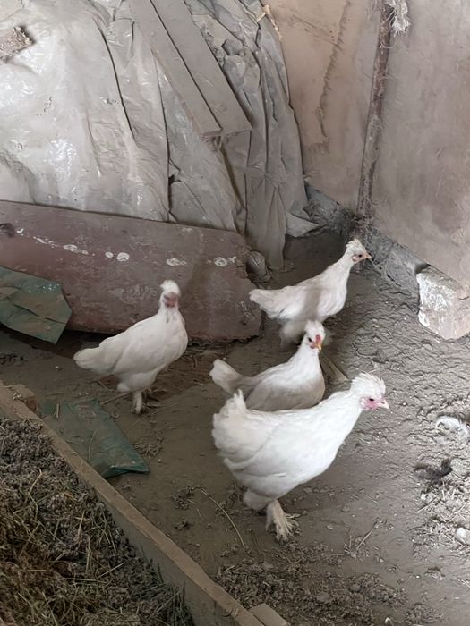 Tovuq hurozlar sotiladi yaponcha parodni Qora Oq