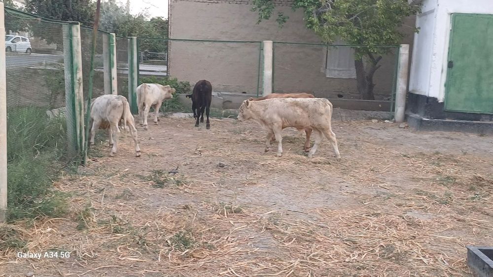 Angus, Limuzin, Avlokul sifatli qoramollari sotiladi