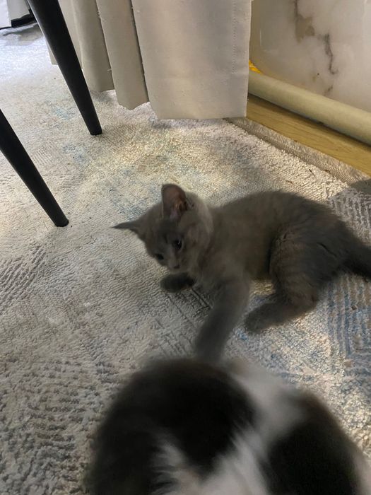 Отдам котят в хорошие руки