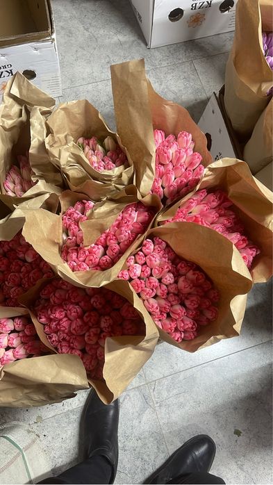 Тюльпан оптом багада жане розинцага