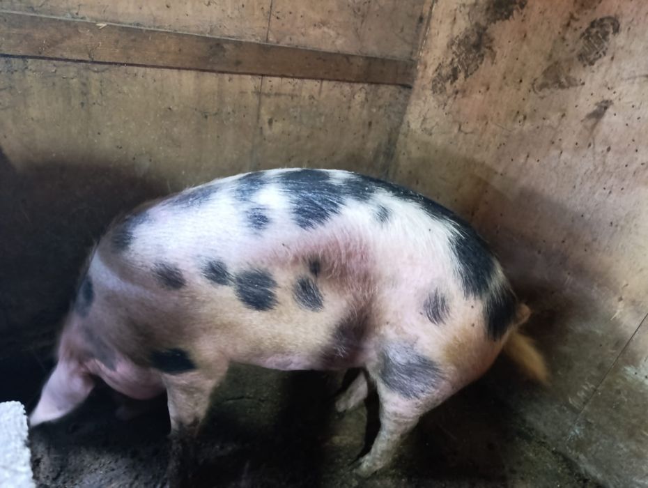 Продам кабана кастрата